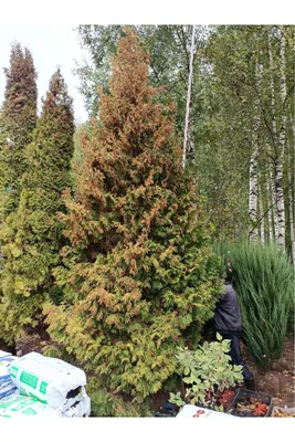 Туя западная Еллоу Риббон (Thuja occidentalis Yellow Ribbon) 15 см  (ID#1423168957), цена: 90 ₴, купить на Prom.ua