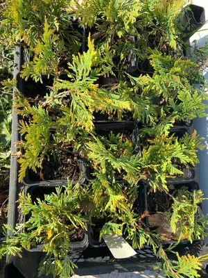 Туя западная Еллоу Риббон (Thuja occidentalis Yellow Ribbon) Р9 — Питомник  Летний сад