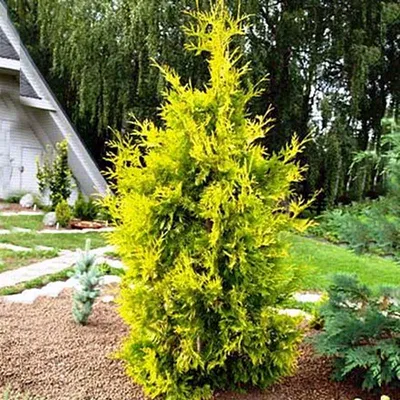 Туя западная \"Еллоу Риббон\"/Thuja occidentalis 'Yellow Ribbon' С30/175-200  pom-pon — цена в Энгельсе, купить в интернет-магазине, характеристики и  отзывы, фото