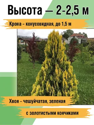 Купить Тую западную Еллоу Риббон 🌲 в Москве по цене от 440 руб.