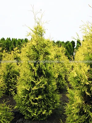 Туя западная Еллоу Риббон (Thuja occidentalis Yellow Ribbon) 15 см  (ID#1423168957), цена: 90 ₴, купить на Prom.ua