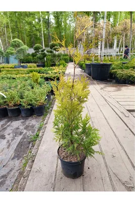 Купить Туя западная \"Йеллоу Риббон\" (Thuja occidentalis 'Yellow Ribbon') от  1 719 руб. в интернет-магазине Архиленд с доставкой почтой по Москве и в  регионы