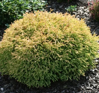 Туя западная 'Голден Таффет'. (Thuja occidentalis 'Golden Tuffet') С7,5  купить в интернет-магазине ЦВІТСАД с доставкой по Украине