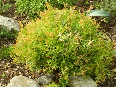 Thuja occidentalis Golden Tuffet купить, отзывы, фото, доставка -  sp-garden.ru cовместные покупки для сада