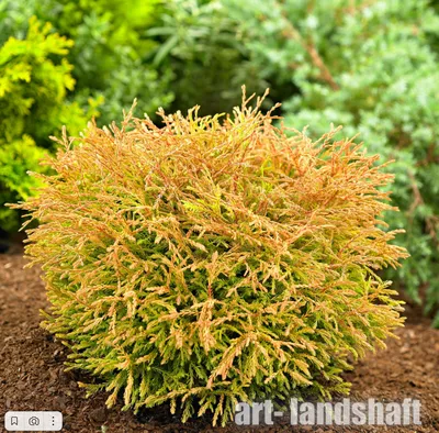 Туя западная Голден Таффет | Thuja occidentalis Golden Tuffet 35-40 см