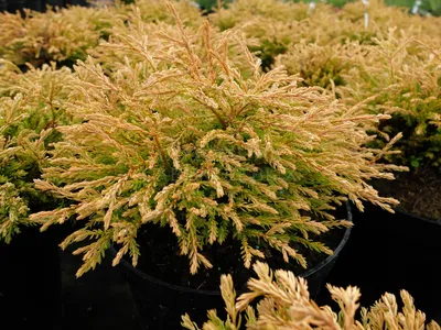 Туя западная Голден Таффет Thuja occidentalis Golden Tuffet | Питомник Тайга