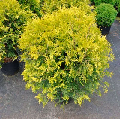 Thuja occidentalis 'Golden Tuffet', Туя западная 'Голден Таффет '|landshaft.info