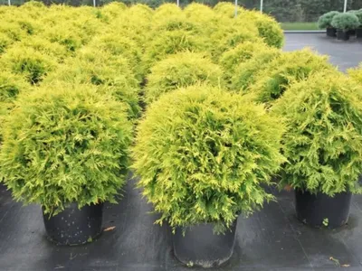 Туя западная Голден Глоб (Thuja occidentalis Golden Globe) купить в  Кишиневе, Молдова | PLANTE.md