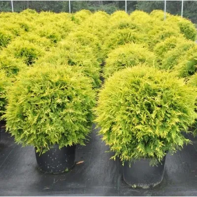 Туя западная Голден Энн Thuja occidentalis Golden Anne | Питомник Тайга