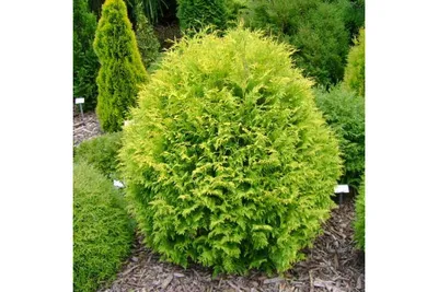 Туя западная Голден Таффет (Thuja occidentalis Golden Taffet) 10л -  Сочинский питомник декоративных растений