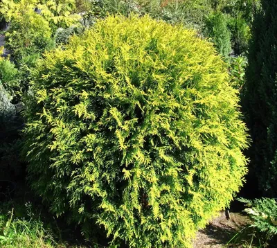 Туя западная Голден Глоб купить (Thuja occidentalis Golden Globe) |  Питомник растений Сосны