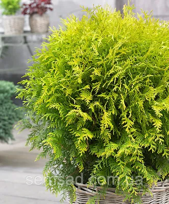 Туя западная Golden Tuffet 3 года / Туя западная Голден Таффет / Thuja  Golden tuffet (ID#1211222536), цена: 120 ₴, купить на Prom.ua