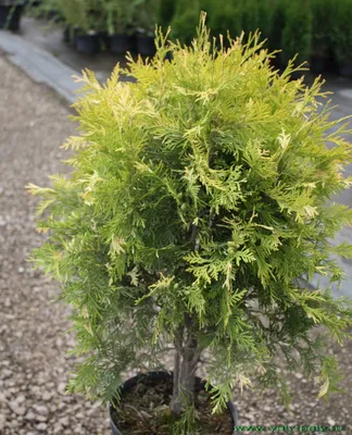 Туя западная Голден Глоб (Thuja occidentalis Golden Globe)