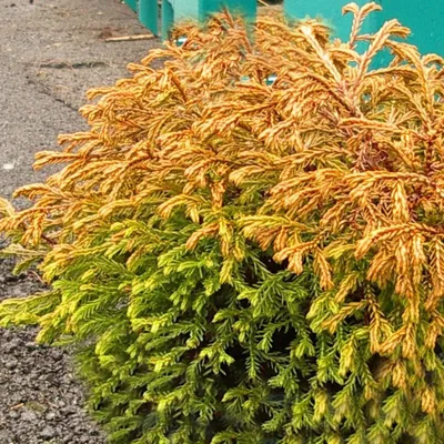 Туя западная `Голден Глоб Вариегата`, Thuja occidentalis `Golden Globe  Variegata` | СадПарад