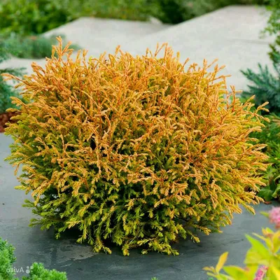 Туя западная Голден Таффет Thuja occidentalis Golden Tuffet - купить  декоративные и хвойные растения с доставкой по Украине в магазине Добродар