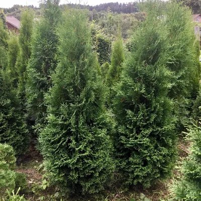 Купить туя западная holmstrup деревья и растения - Крымский питомник Гавриш