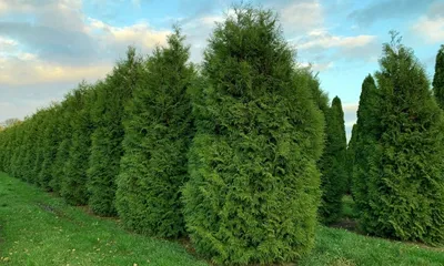 Туя западная Холмструп (Thuja occidentalis Holmstrup) С35 выс. 200-230см |  Питомник \"ВЫРАСТИМ ВМЕСТЕ\"