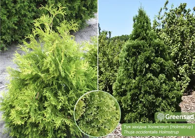 Туя западная 'Холмструп'/Thuja occidentalis 'Holmstrup' С2/30-40 — купить в  Уфе, цена, характеристики, фото и отзывы