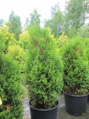 Туя западная Холмструп (Thuja occidentalis Holmstrup)