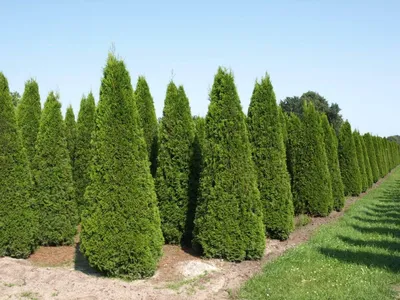 Туя западная «Holmstrup» Thuja occidentalis «Holmstrup»