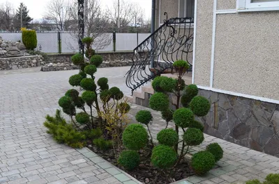 Туя западная Холмструп Thuja occidentalis Holmstrup - купить в Киеве и  области, справедливая цена - Green Garth (Грин Гарт)