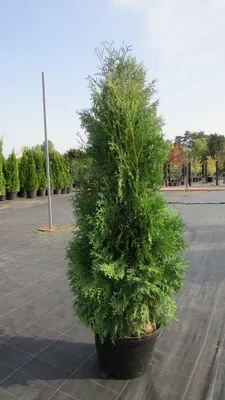 Туя западная Холмстрап Thuja occidentalis Holmstrup