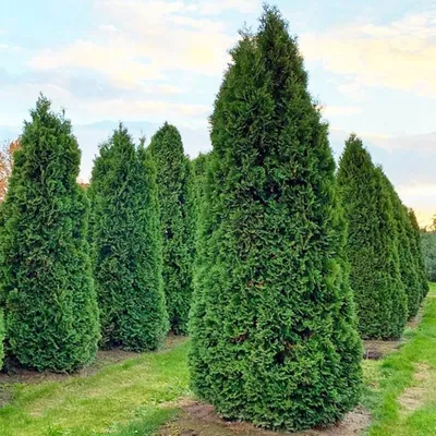 Туя западная Колумна / Thuja occ. Cоlumna, заказать, купить в Перми, цена -  Саженцы хвойных деревьев кустарников - питомник «Анютины Глазки»