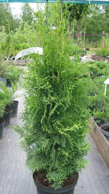 Туя західна Колумна (thuja ocidentalis Columna)