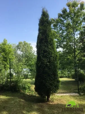 Туя западная Колумна. (Thuja occidentalis Columna) С3 купить в  интернет-магазине ЦВІТСАД с доставкой по Украине