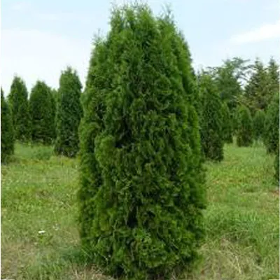 Туя западная Колумна (Thuja occidentalis 'Columna') 140-160см | Питомник  \"ВЫРАСТИМ ВМЕСТЕ\"