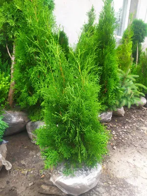 Туя западная 'Колумна'/Thuja occidentalis 'Columna' С7,5/100-120 — цена в  Балакове, купить в интернет-магазине, характеристики и отзывы, фото