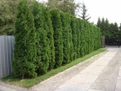 купить Туя западная Колумна Thuja occidentalis \"Columna\"