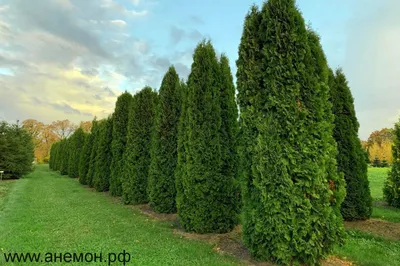 Туя западная Колумна Thuja occidentalis Columna 3л — цена в LETTO