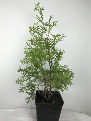 Thuja occidentalis 'Columna', Туя западная 'Колумна'|landshaft.info