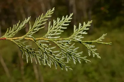 Туя корейская (Thuja koraiensis) - PictureThis