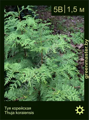 Туя корейская, thuja koraiensis