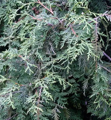 Туя складчатая Корник (Thuja plicata Kórnik) — купите саженцы со скидкой  20% в Краснодаре - Прекраснодар — новогодние ёлочные базары в Краснодаре