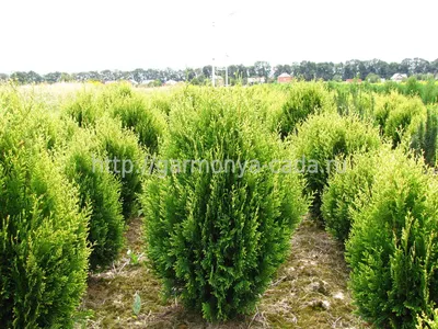 Туя складчатая Силвер Ник Thuja plicata Silver Nick - купить декоративные и  хвойные растения с доставкой по Украине в магазине Добродар