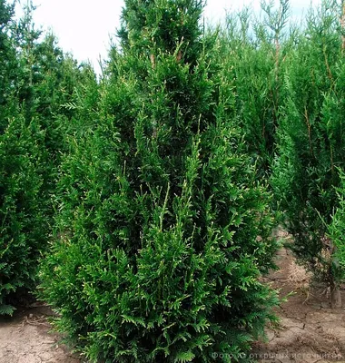 Туя складчатая Корник Thuja plicata Kornik