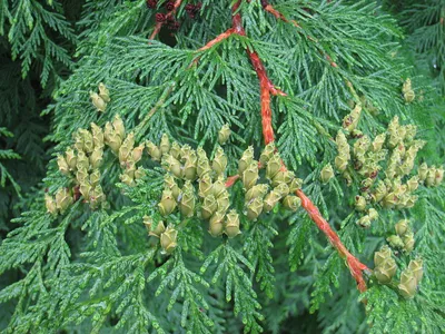 Thuja plicata 'Zebrina Extra Gold', Туя складчатая 'Зебрина Экстра  Гольд'|landshaft.info