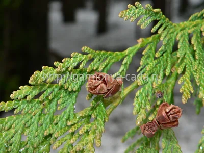 Туя Стэндиша или японская (Thuja Standishii) / Статьи / Древесные породы  мира