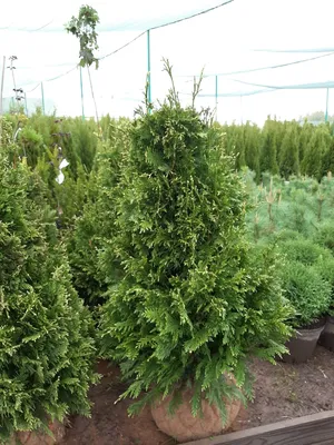 Туя складчатая «Kornik» Thuja plicata «Kornik»