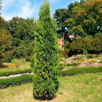 Туя складчатая «Кан-Кан» (Thuja plicata «Can-Can») (80-100 см) | \"Кедр\"  Питомник растений в СПб