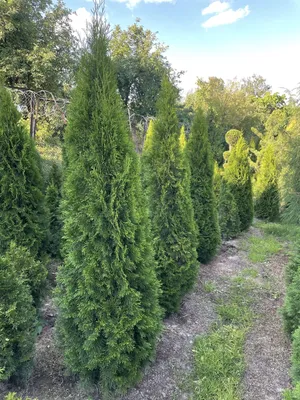 Туя складчатая Зебрина (Thuja plicata Zebrina) — НКО \"NORD-NUC\"