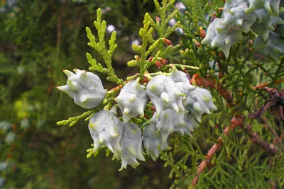 Туя складчатая \"Атровиренс\" (Thuja plicata \"Atrovirens\") С7,5 - купить в  Минске, цены