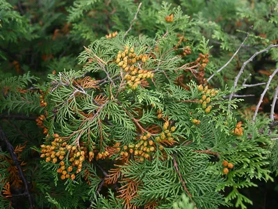 Туя корейская, thuja koraiensis