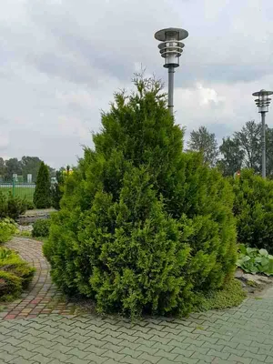 Туя складчатая Зебрина Экстра Гольд (Thuja plicata Zebrina Extra Gold) -  «Зебрина это один из самых эффектных пёстрых сортов туи.» | отзывы