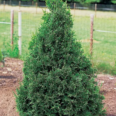 Туя складчатая Гельдерлэнд Thuja plicata Gelderland - купить декоративные и  хвойные растения с доставкой по Украине в магазине Добродар