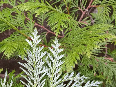 Туя корейская, thuja koraiensis