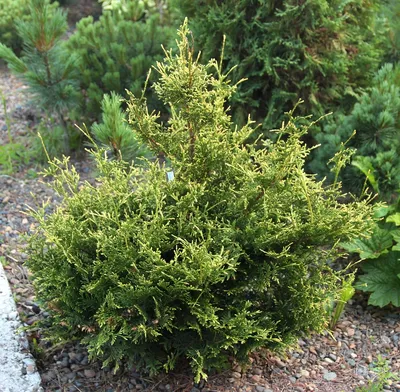 Туя складчатая Випкорд (Thuja plicata Whipcord) купить, Туя складчатая  Випкорд (Thuja plicata Whipcord) цена, Туя складчатая Випкорд (Thuja  plicata Whipcord) недорого